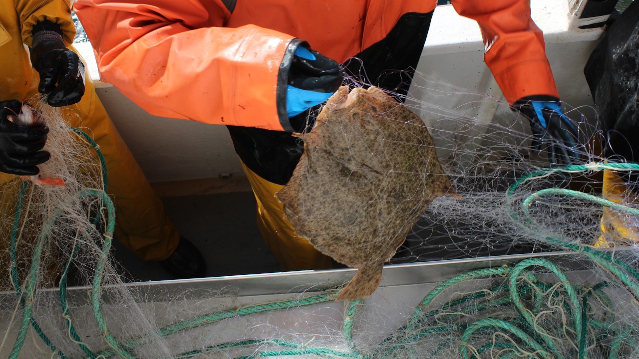 Pesca con miños a bordo del JOSERCRIS de LUARCA.