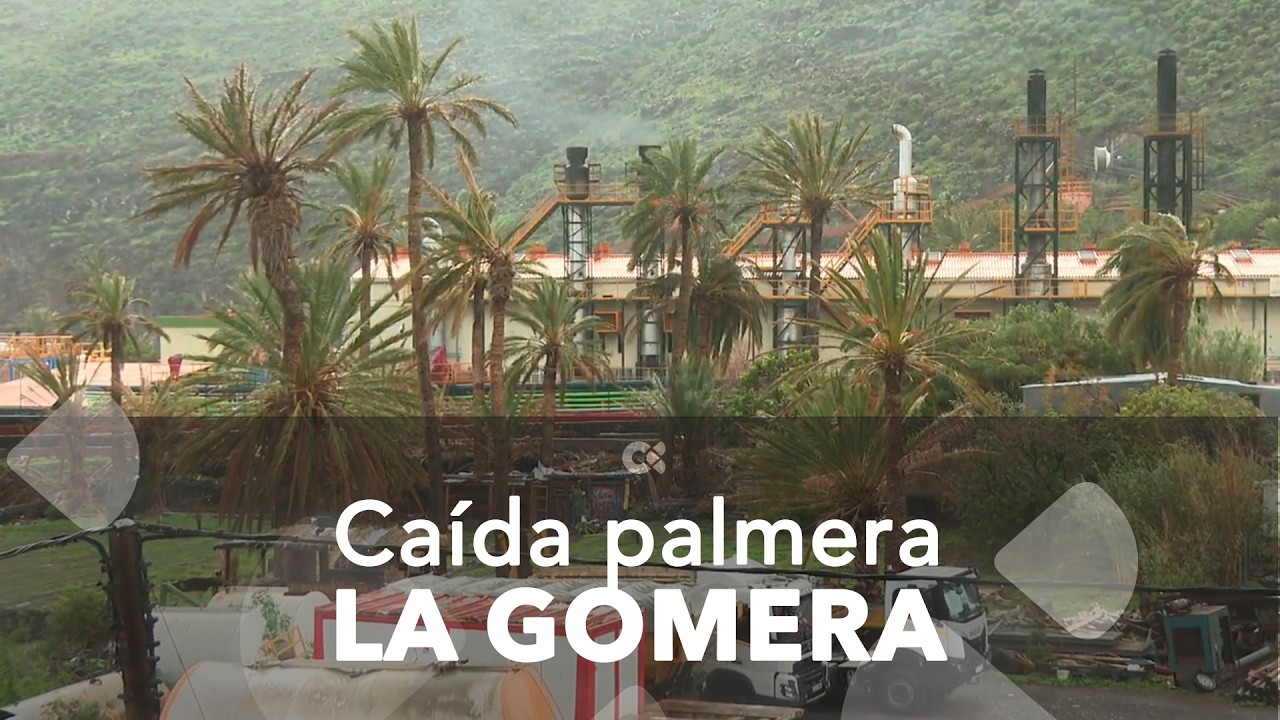La caída de una palmera sobre una línea de distribución causó el cero energético en La Gomera