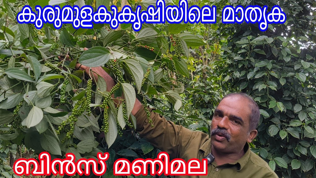 Model pepper Farm#Bins Manimala#Antony Muniyara Vlogs
