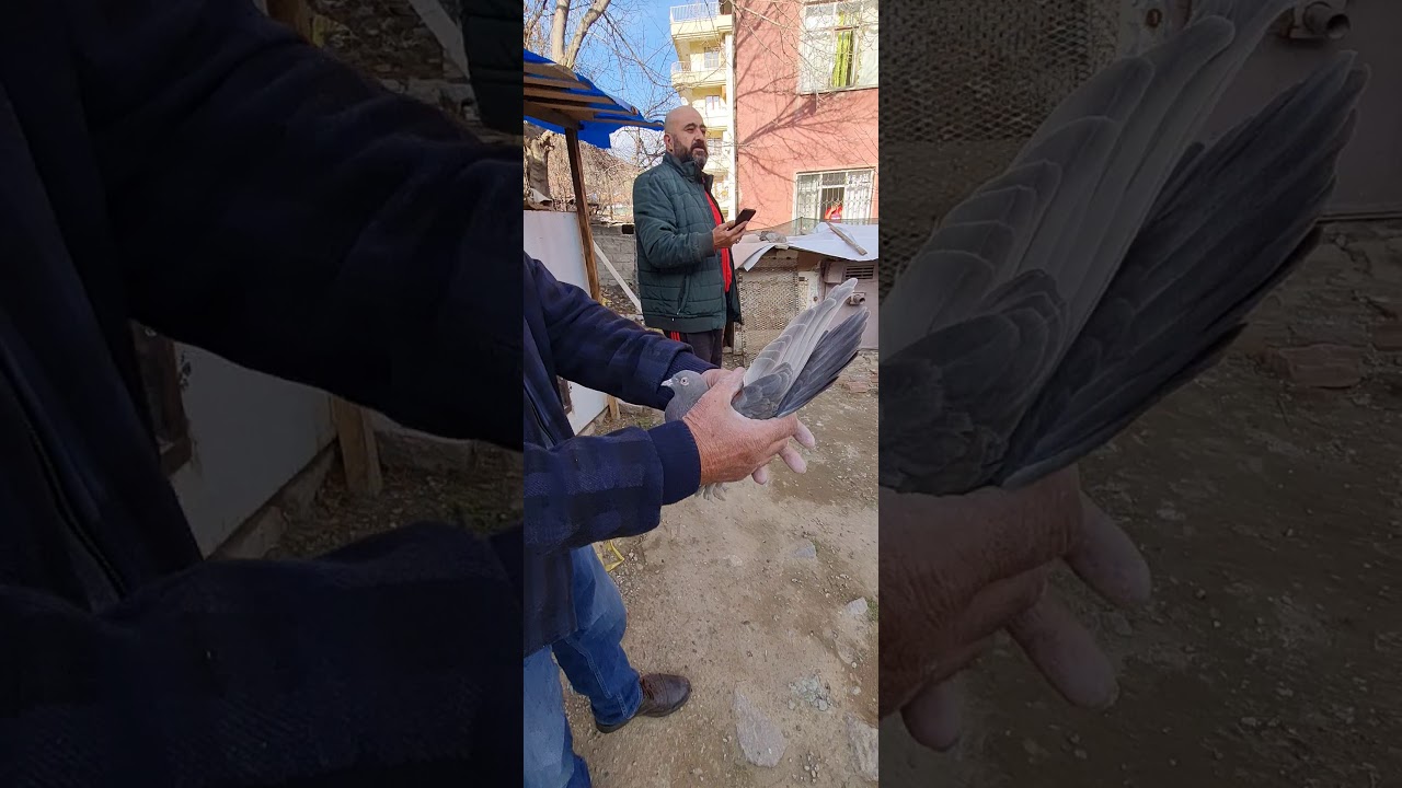 51 YILLIK MESHUR SAIM AGA VE SEREF AGANIN KUSLARI SON EFSANE İLHAMİ FİDANBOY