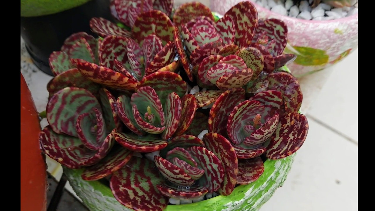16 KALANCHOES que colorem o jardim e que eu não abro mão, mesmo que seja difícil de cultivar