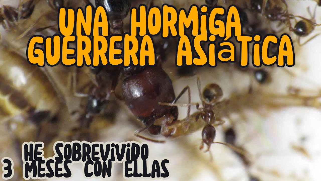 3 meses de EVOLUCIÓN con las CAREBARA DIVERSA ⚔️🐜