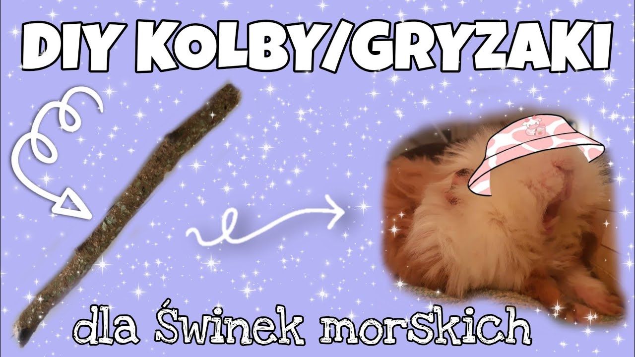 🌿DIY kolby/gryzaki dla świnki morskiej🌸Świnka morska Leo☁️