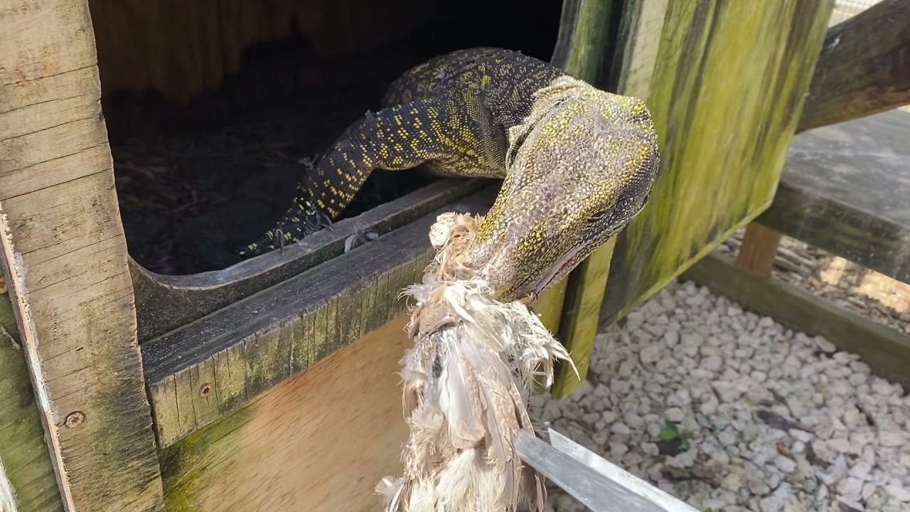Croc Monitor Feeding