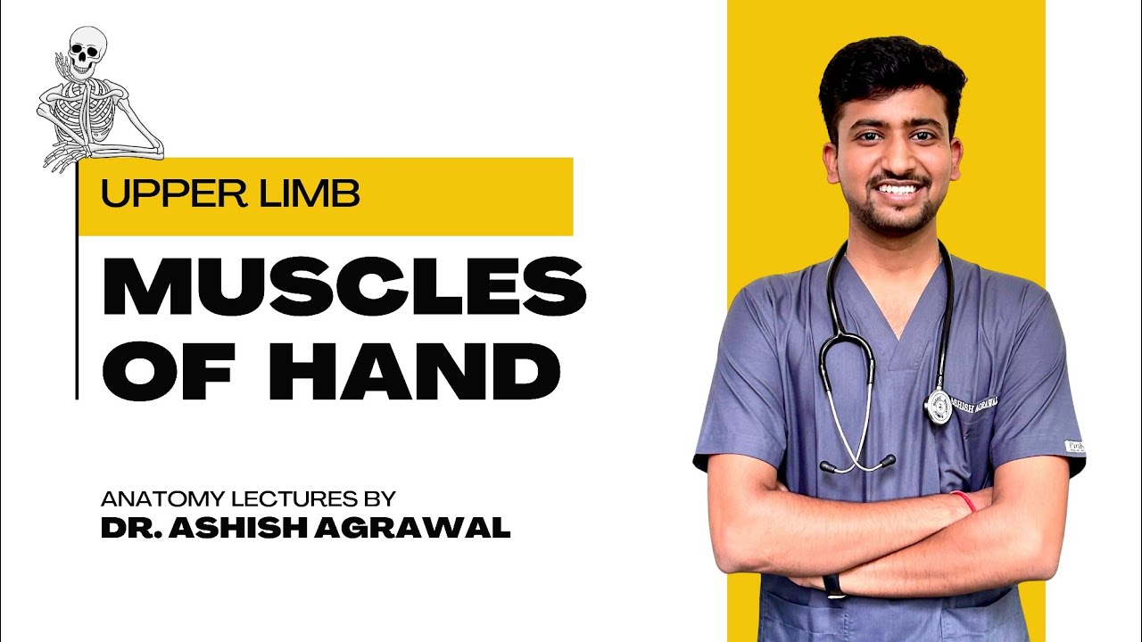 Muscles of Hand || Upper Limb Anatomy || First Year MBBS || Anatomy lectures by Ashish