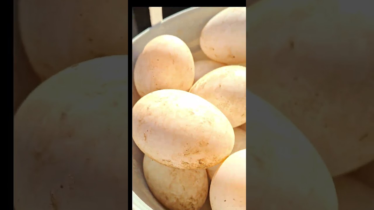 Gathering duck an goose eggs to set in incubator