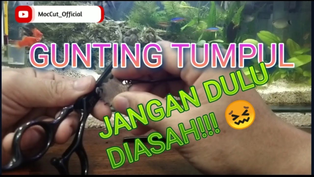 GUNTING TUMPUL || CARA SETTING GUNTING AGAR MENJADI TAJAM (TANPA ASAH)