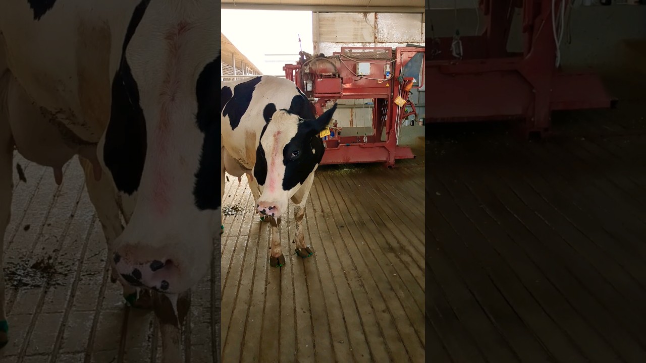 lameness #cow #dairyherd #dairyindustry #animals #dairyfarming #dairyanimals #animal #shorts