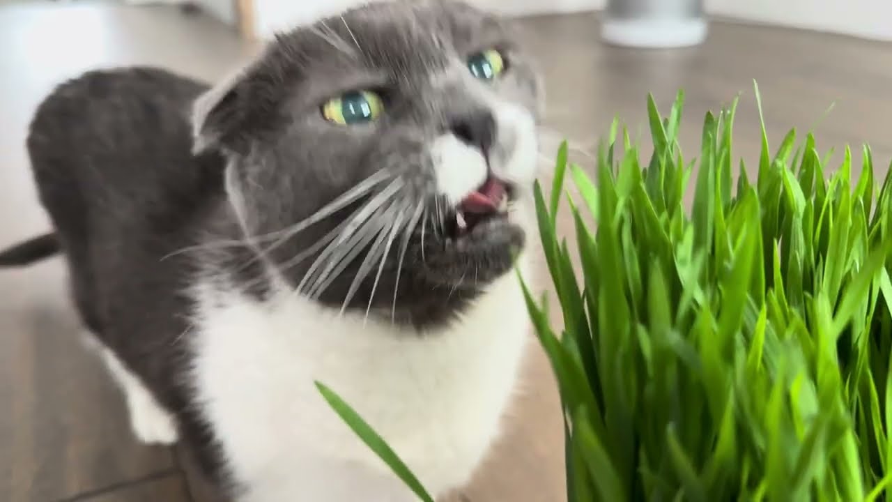 More cat grass(and some pets) for Munchie