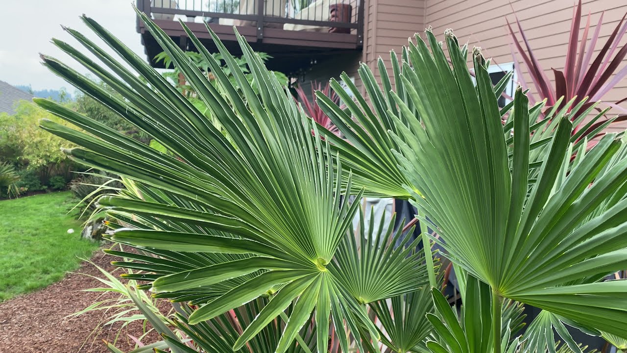 Trachycarpus wagnerianus -slow growers?  Myth vs reality.