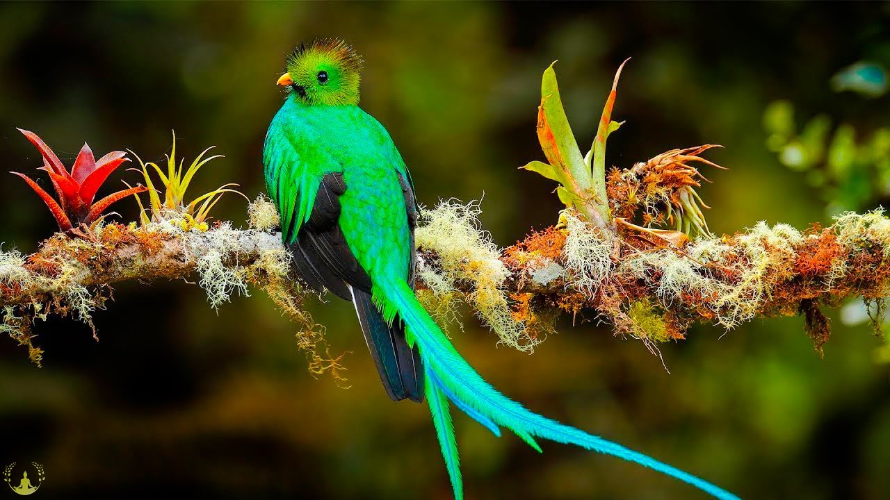 лечебная музыка для сердца и сосудов 🐦 успокаивает нервную систему и радует душу, Нежная музыка #21