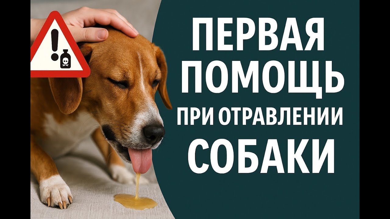 Первая помощь при отравлении собаки или как спасти собаку даже при сильном при отравлении.