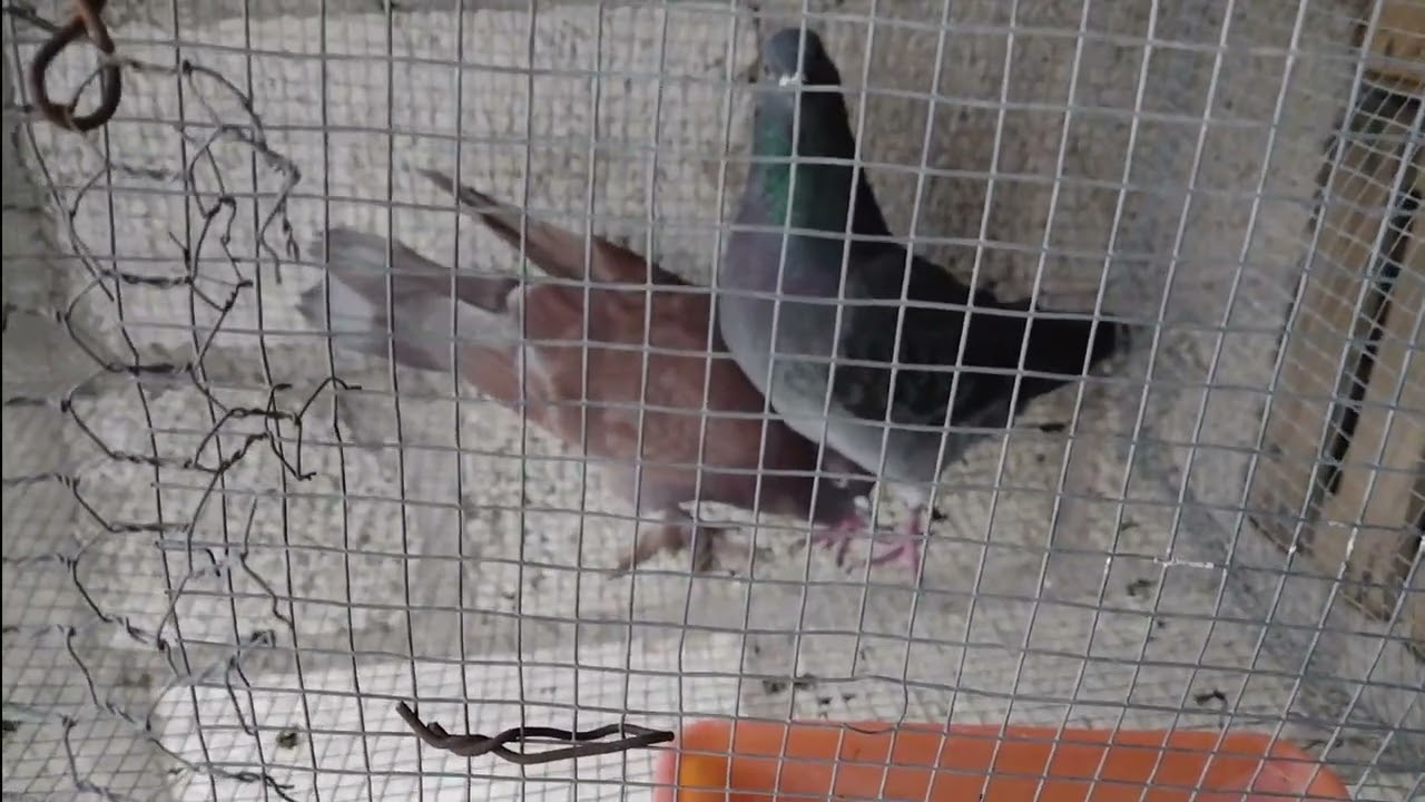 EMPAREJAMIENTO DE PALOMAS