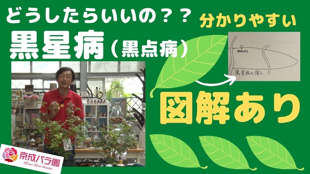【バラ】黒星病（黒点病）ってどんな病気？どう対処したらよいの？