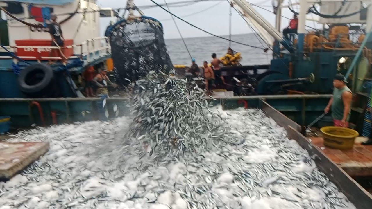 Jackpot tayo ngayon kahit may bagyo ang dami ng huli@jhoyjapps buhay fisherman