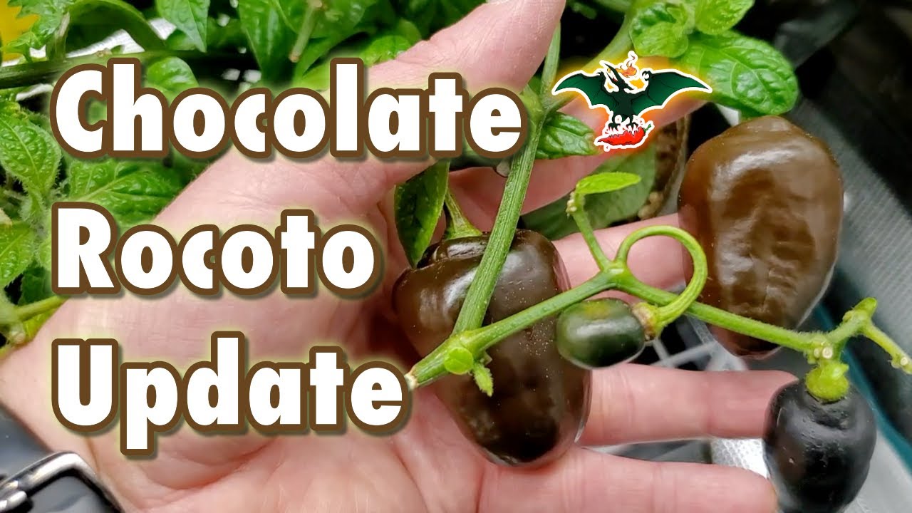 PS Chocolate Rocoto X pepper update - Mars Hydro SP150
