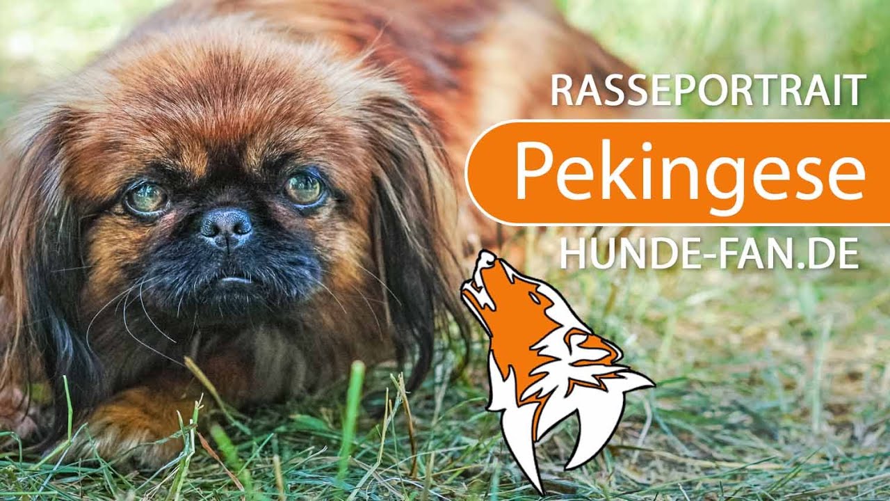 ► Pekingese [2019] Rasse, Aussehen & Charakter
