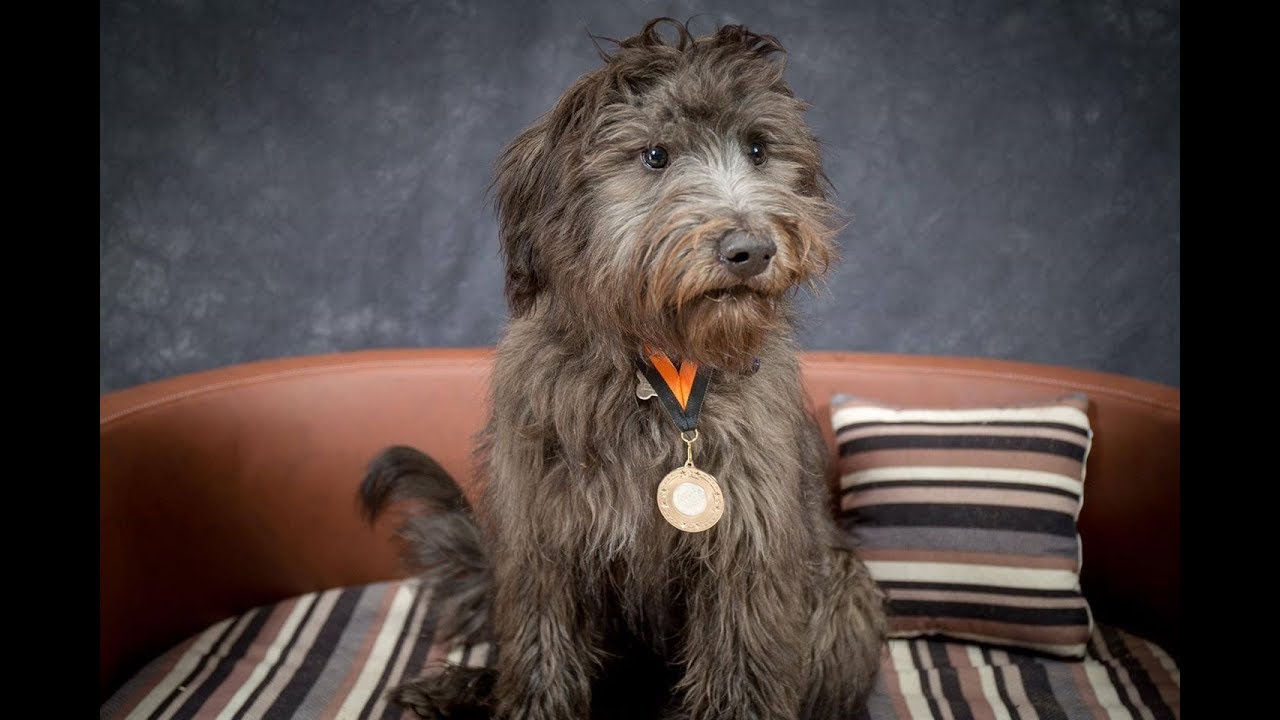 Chewie - Catalan Sheepdog - 3 Weeks Residential Dog Training
