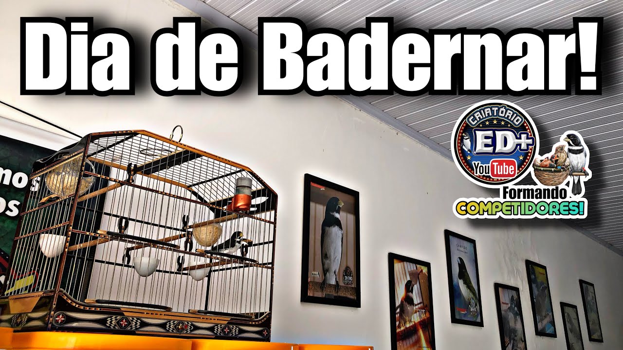 dia de BADERNAR nossos COLEIROS e PAPA-CAPIM.