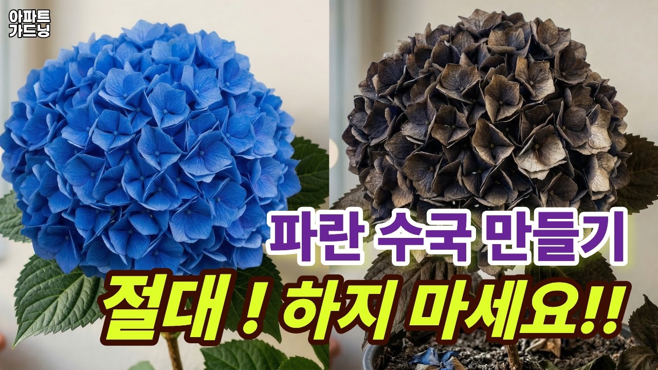 2026년🆕청수국 만들기가 어려운 이유!