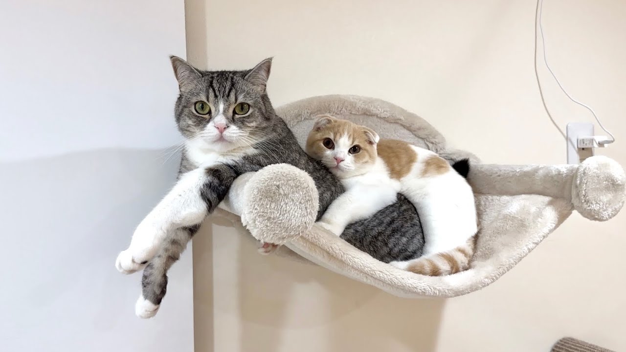 ハンモックの取り合いで喧嘩してた猫たちが和解してまさかのこうなってましたw