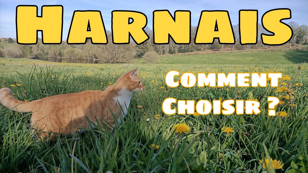 Choisir un harnais pour son chat: ce qu'il faut savoir