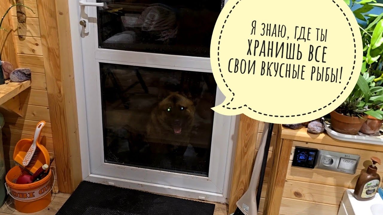 Пёс Кубик решил пойти гулять сам по себе, как большой. Далеко не угулял