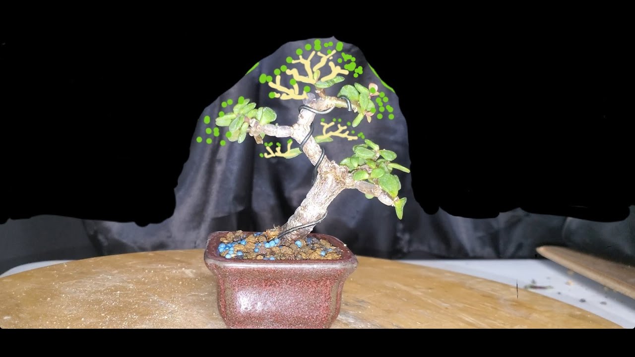 Como hacer un bonsai desde cero moyogi