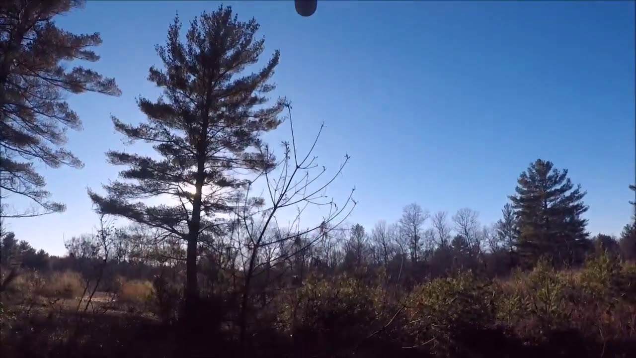 Winter Pheasant Hunting 2018