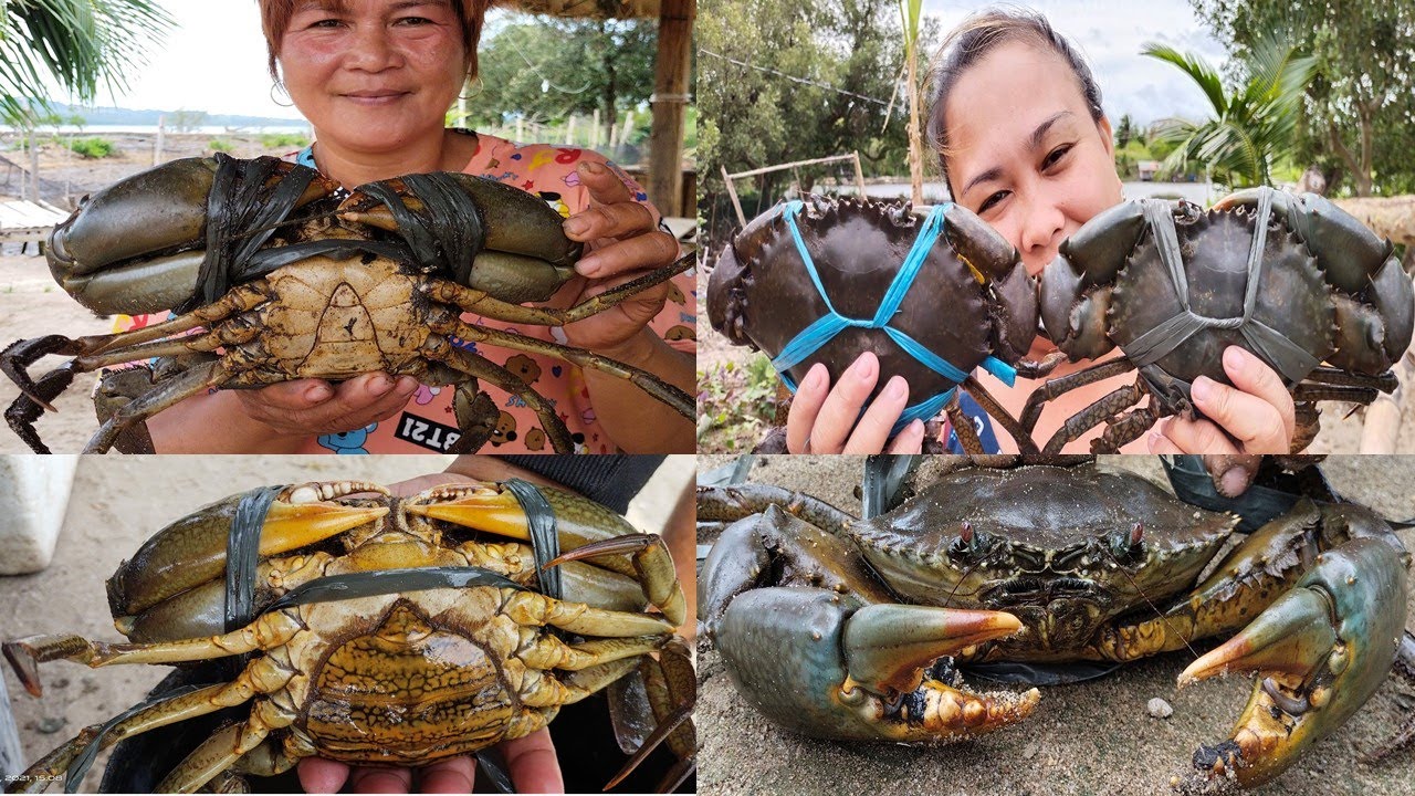 VLOG#9- King Crab Harvest | Mudcrab Farming in the Philippines | Panghuhuli ng Alimango