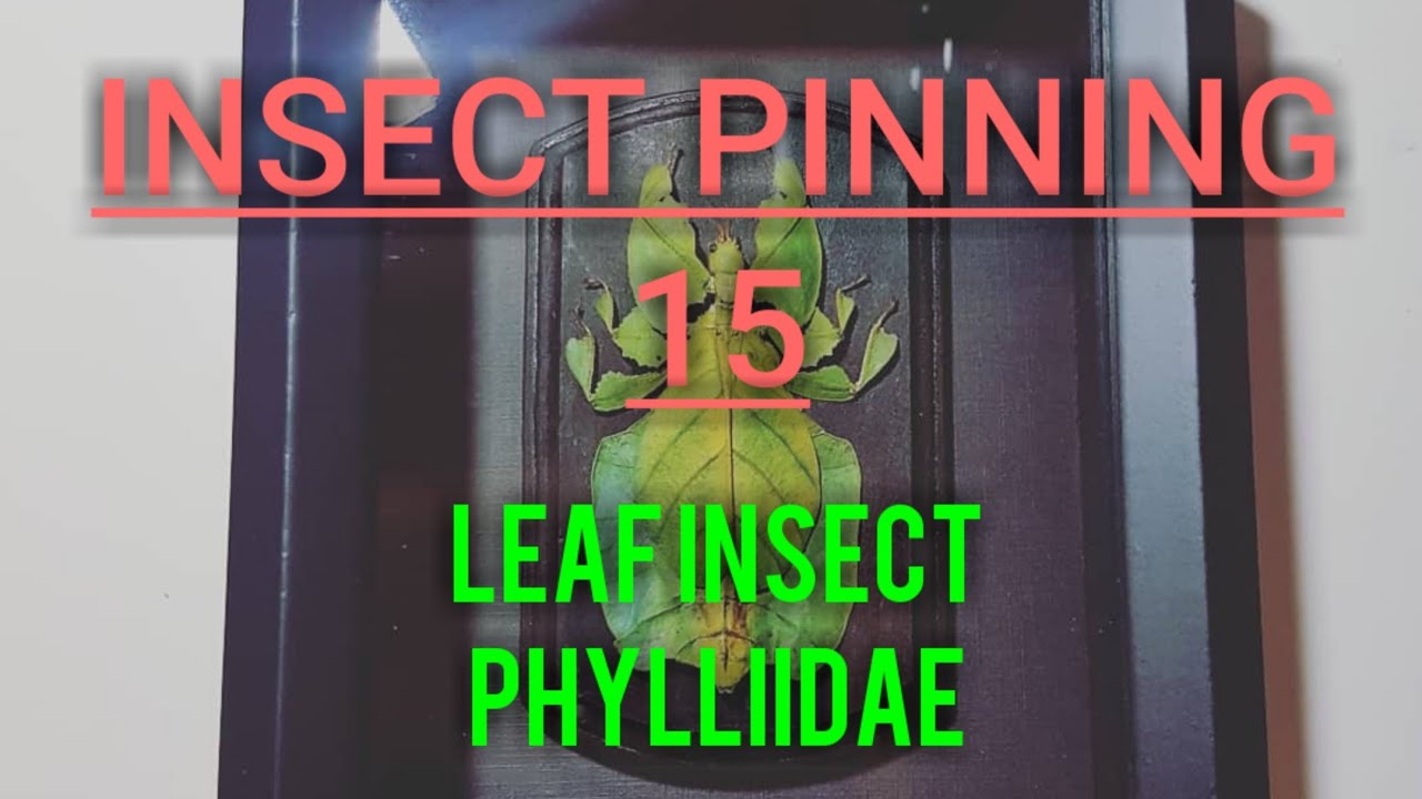 Insect Pinning : Leaf Insect Phylliidae