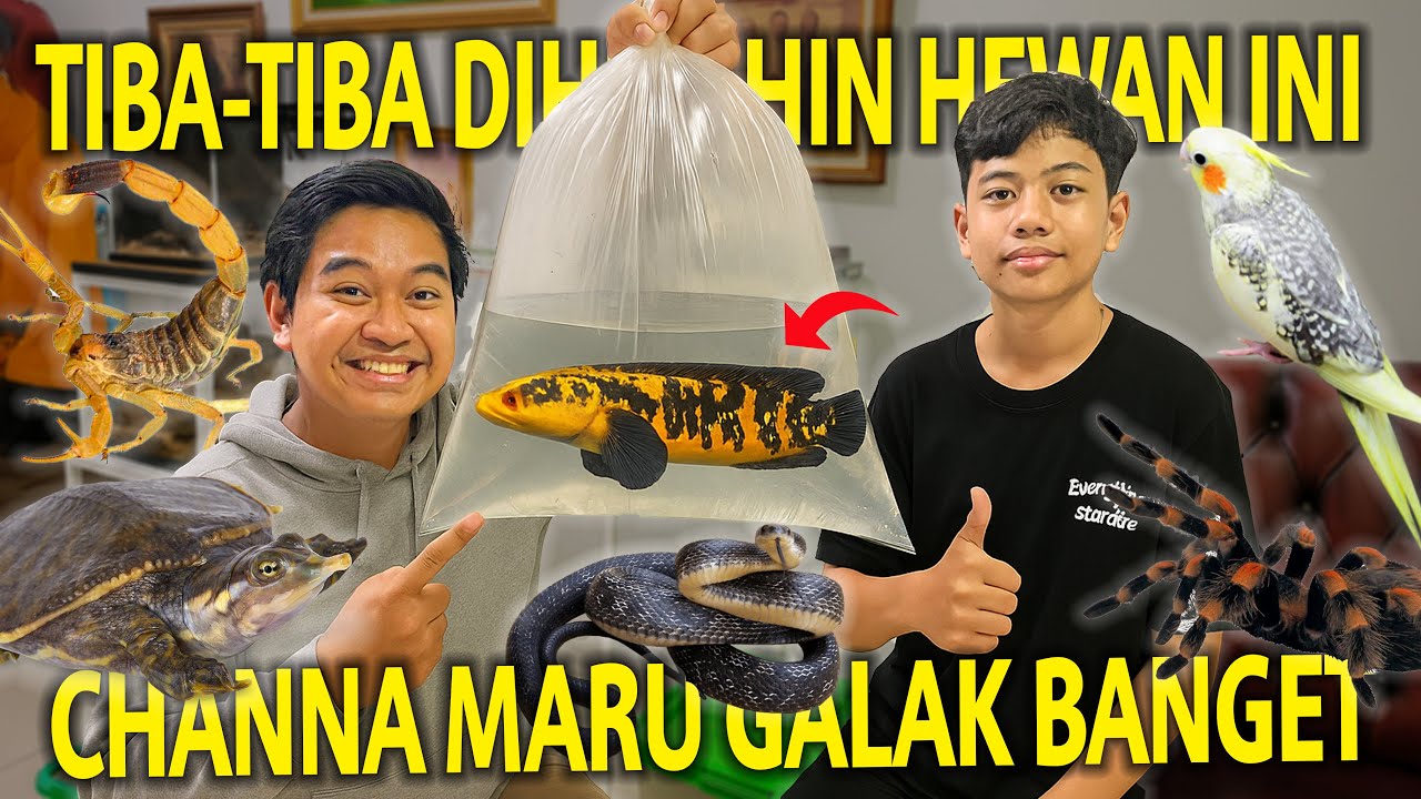 TIBA-TIBA DIHIBAHIN IKAN CHANNA MARU GALAK BANGET! TERNYATA PELIHARAAN BOCAH INI ANEH ANEH!