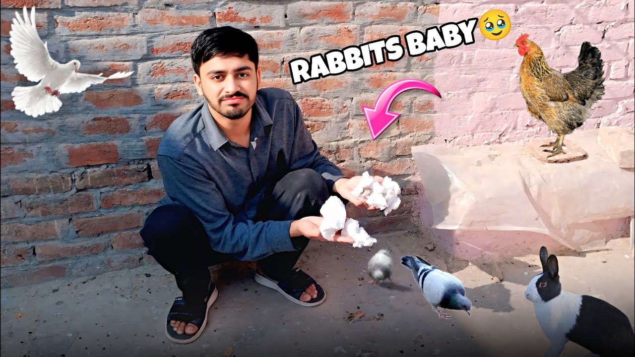 Rabbit Kay Saray Baby Mar Gay 😢 💔 