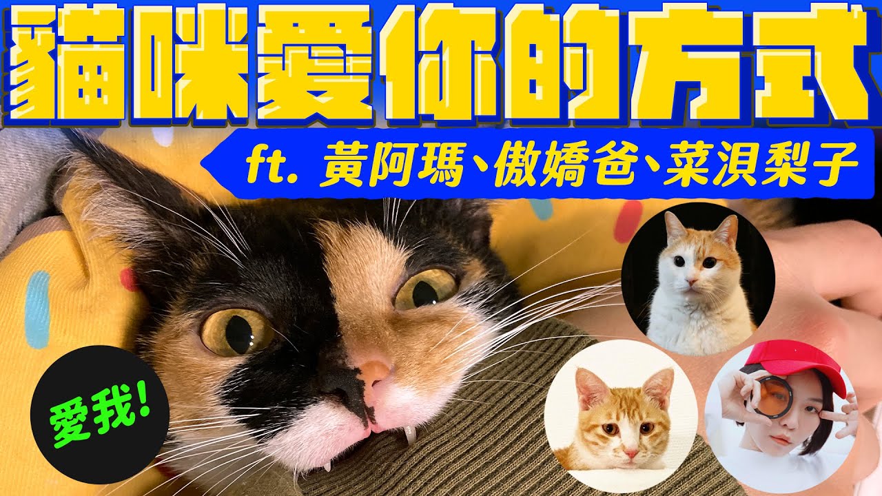 原來貓咪比想像中還愛你？對貓咪說謝謝 回應出人意料 ft. @fumeancats @unicatto @Perry420 ｜宇宙猫咪🐾