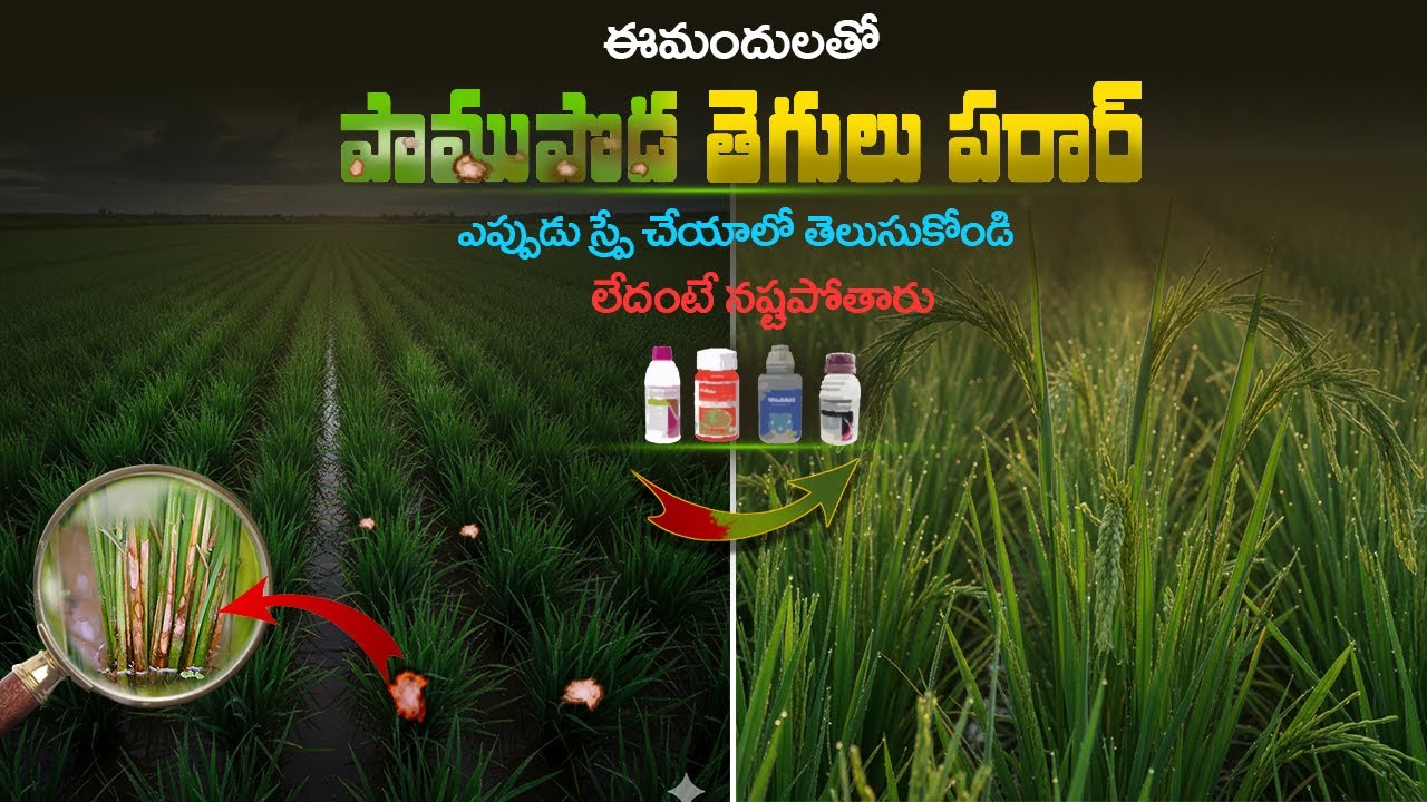 The Hidden Enemy in Your Rice Crop : Sheath Blight