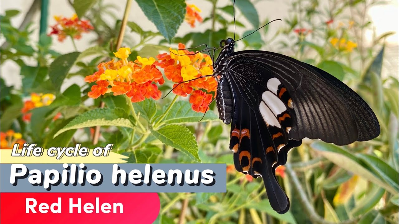Butterfly life cycle of Papilio helenus ( Red Helen ) 