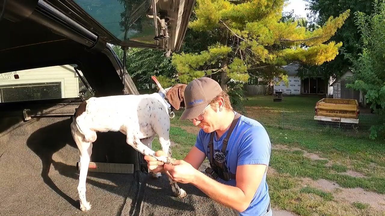How to Trim and Keep Dog Nails Clean