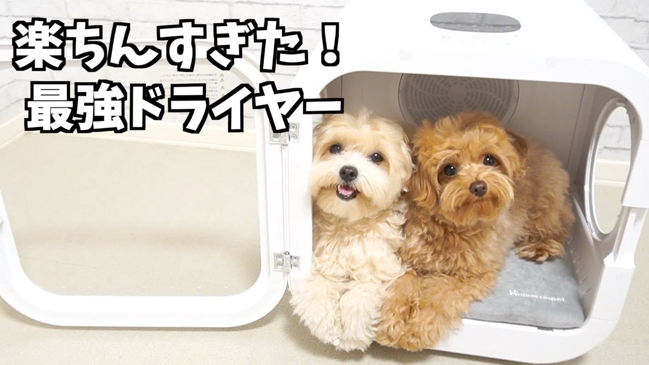 初めてドライヤーハウスを使って乾かしたら想像以上の結果にw【多頭飼い】
