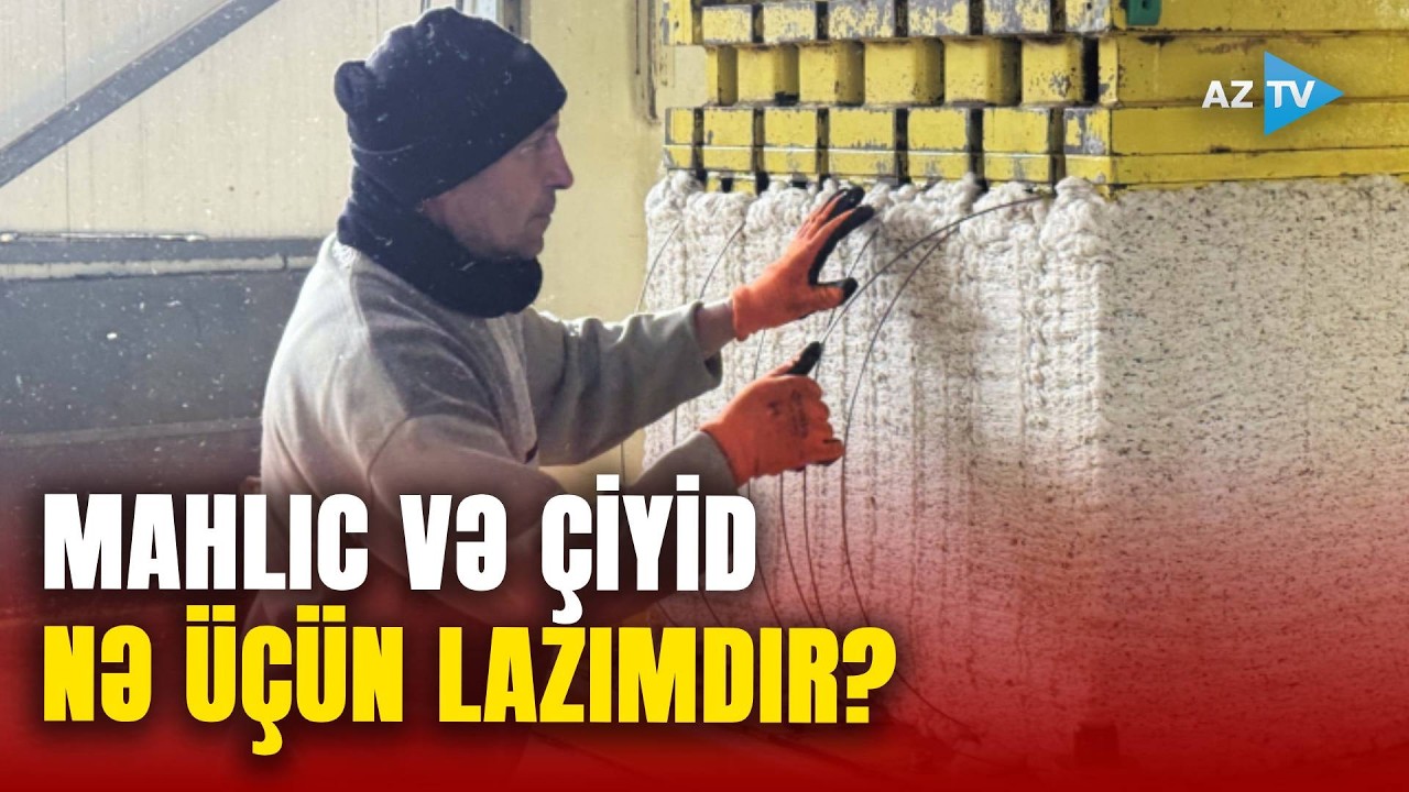 Pambıq emalı zavodunda fasiləsiz İŞ PROSESİ: mahlıc və çiyid harada istifadə olunur?