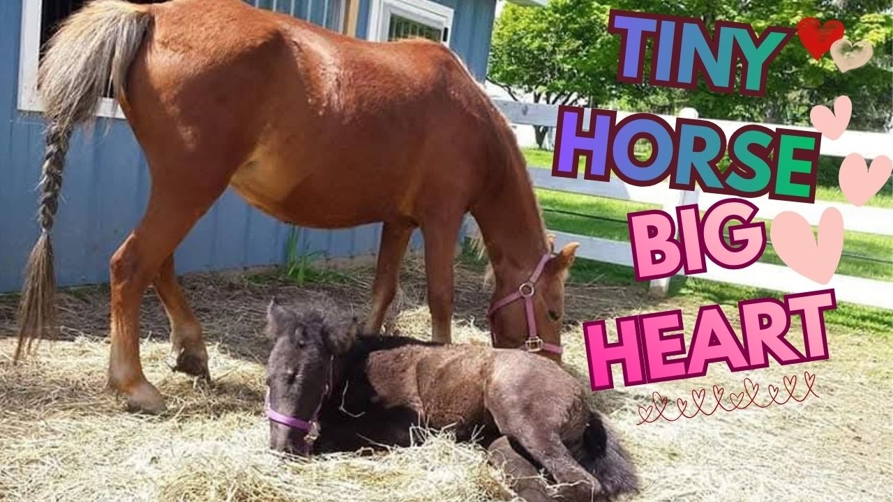 Meet Tina/ Monday at the Farm