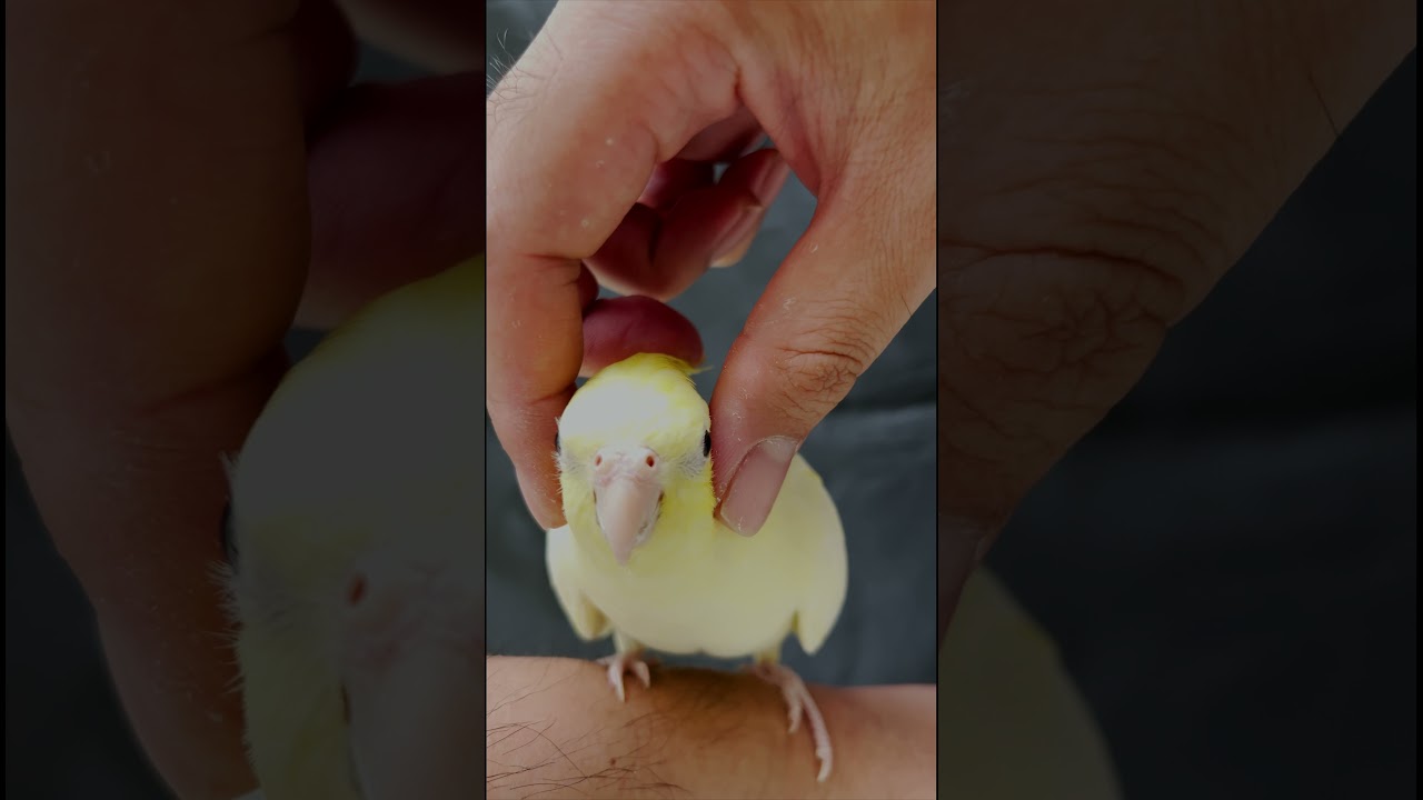 When being Covered on the Ears
