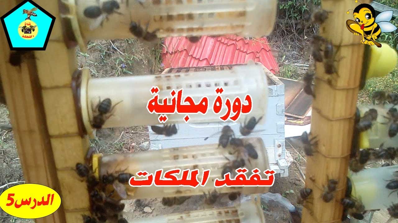 دورة مجانية لطريقة توسيع المنحل (طريقة تفقد الملكات) الدرس 5