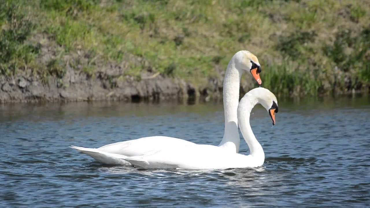 Swans Mating and swan mating Rituals