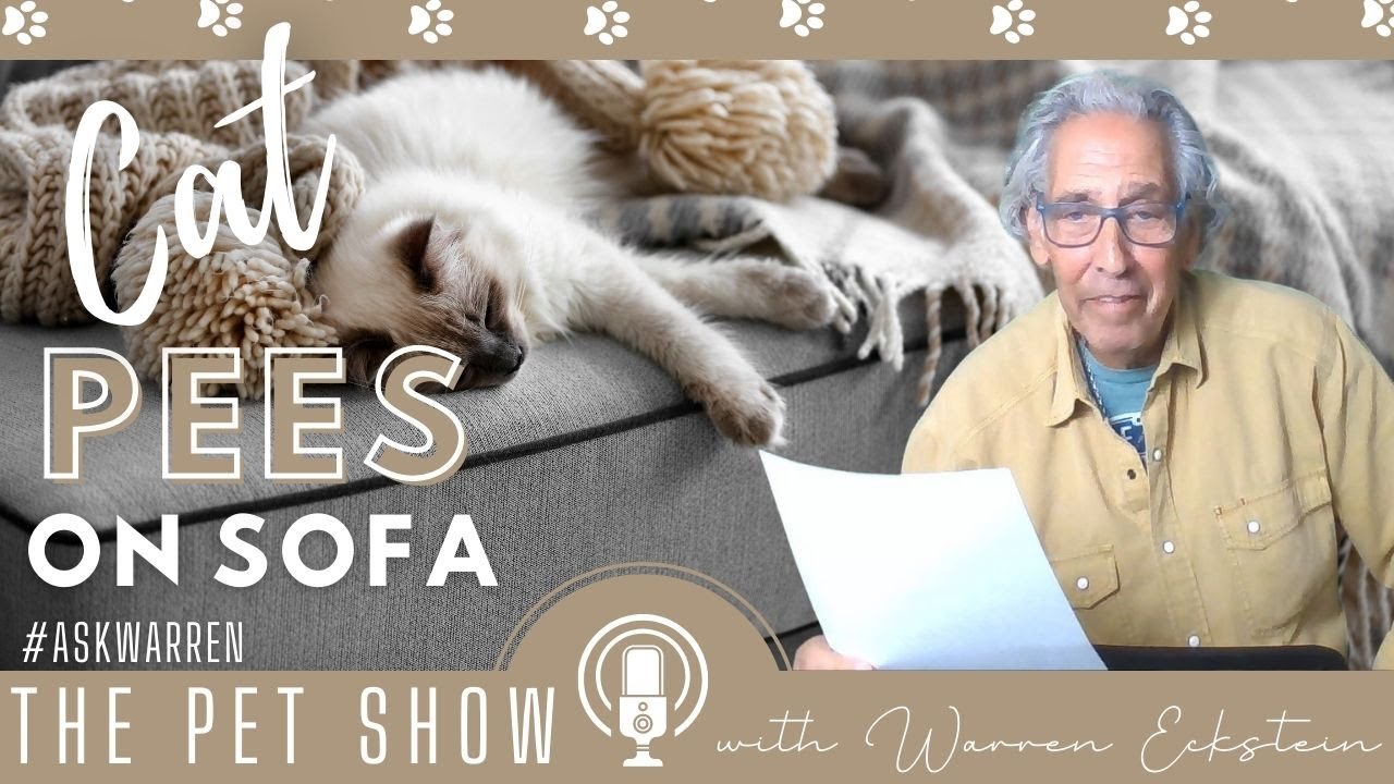 Stop CAT PEEing on Sofa