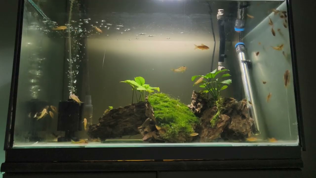 Gold lazer corydoras family 2026