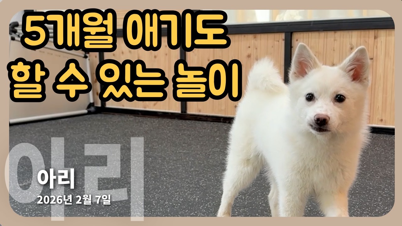 5개월 아기 강아지도 할 수 있는 놀이ㅣ크레이트 켄넬 하우스 케이지 진도 진도믹스