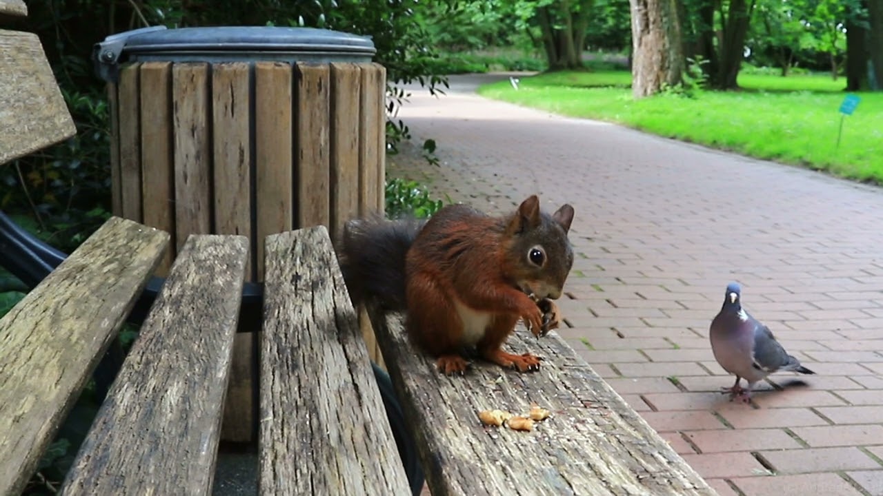 Nüsse auf der Bank #10 / Nuts on the Bench #10