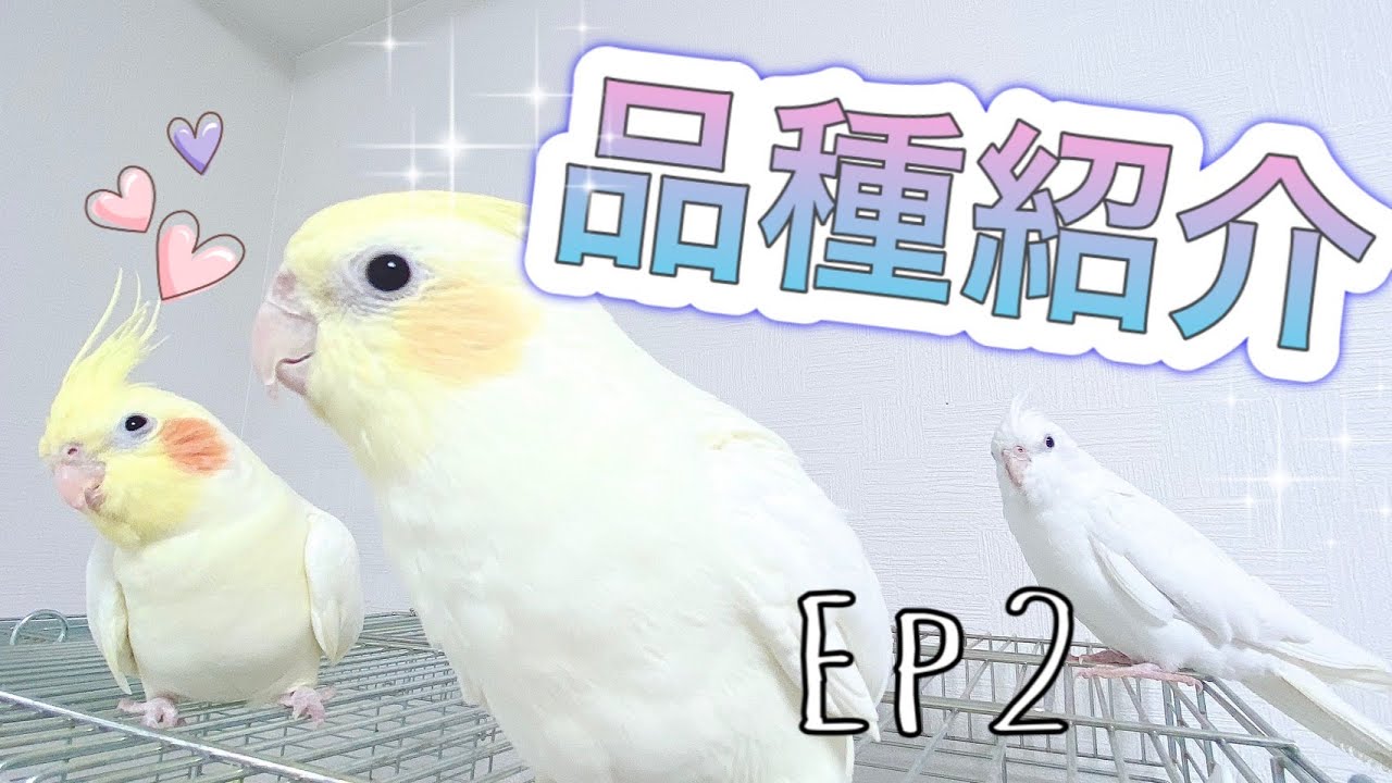 オカメインコ品種紹介～Ep2　各種クリアパイド、WFシナモン、WFパール