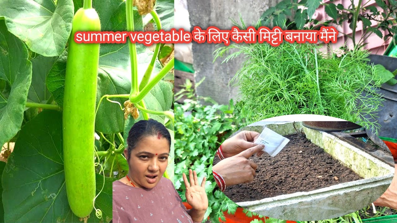 Summer vegetable के लिए कैसी मिट्टी बनाया मैंने 
