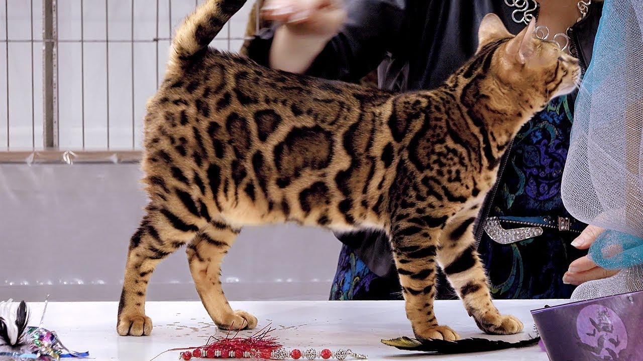 CFA International Cat Show 2018 - Bengal kitten class judging